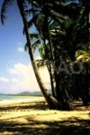 Palmenstrand Cairns Australien verkleinert
